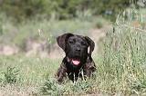 CANE CORSO 024
